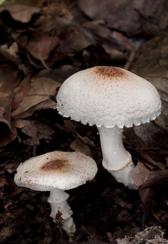 Lepiota ignivolvata